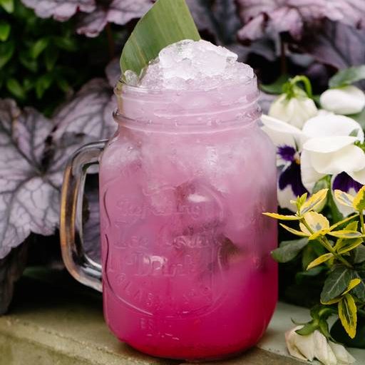 Розовый алоэ